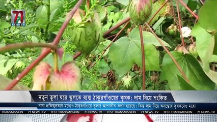 নতুন তুলা ঘরে তুলতে ব্যস্ত ঠাকুরগাঁওয়ের কৃষক׃ দাম নিয়ে শংকিত