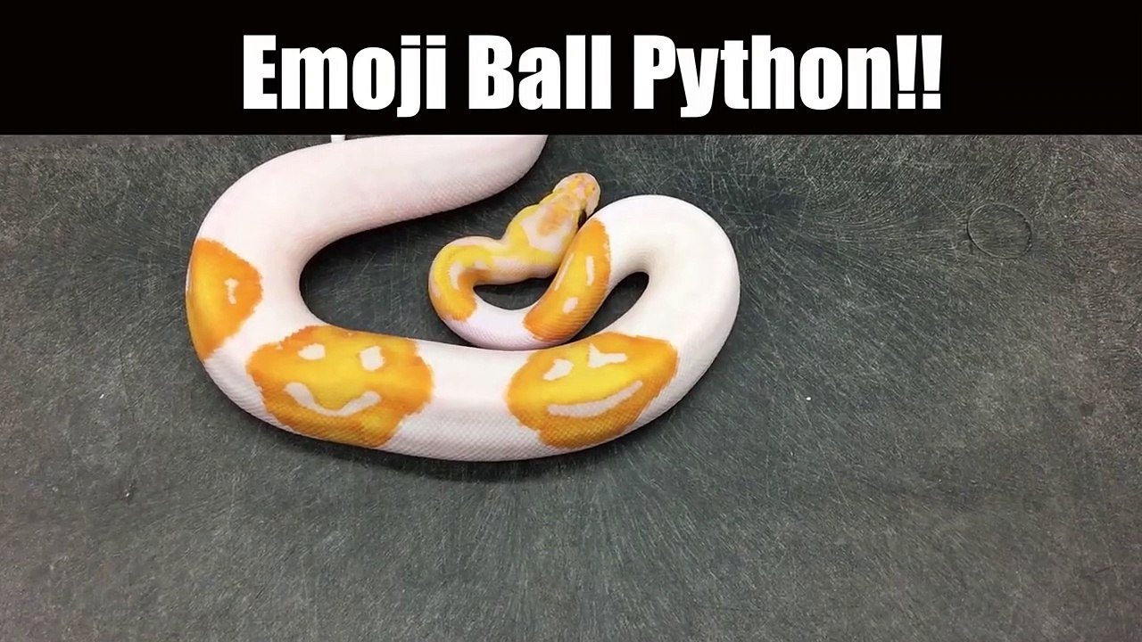 Ce python albinos a des tâches en forme de smileys