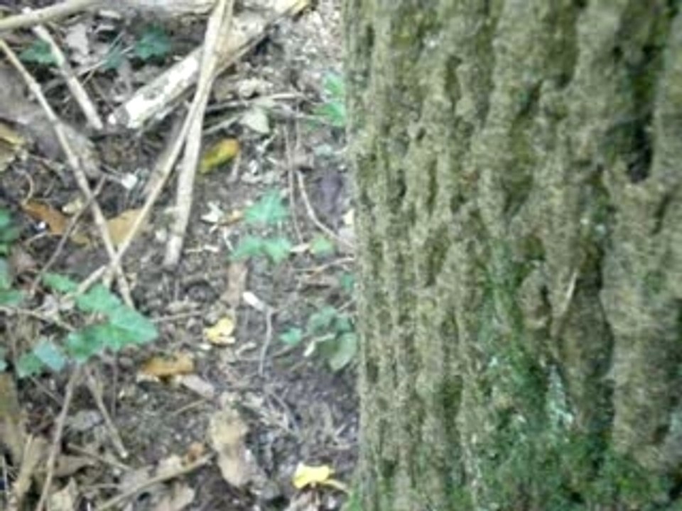 Airsoft - 22/09/2007
