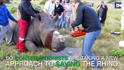 Vets Discover Heart Shape During Horn Removal To Deter Poachers