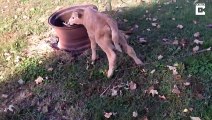 Two-faced Calf Becomes Oldest To Have Lived With Condition