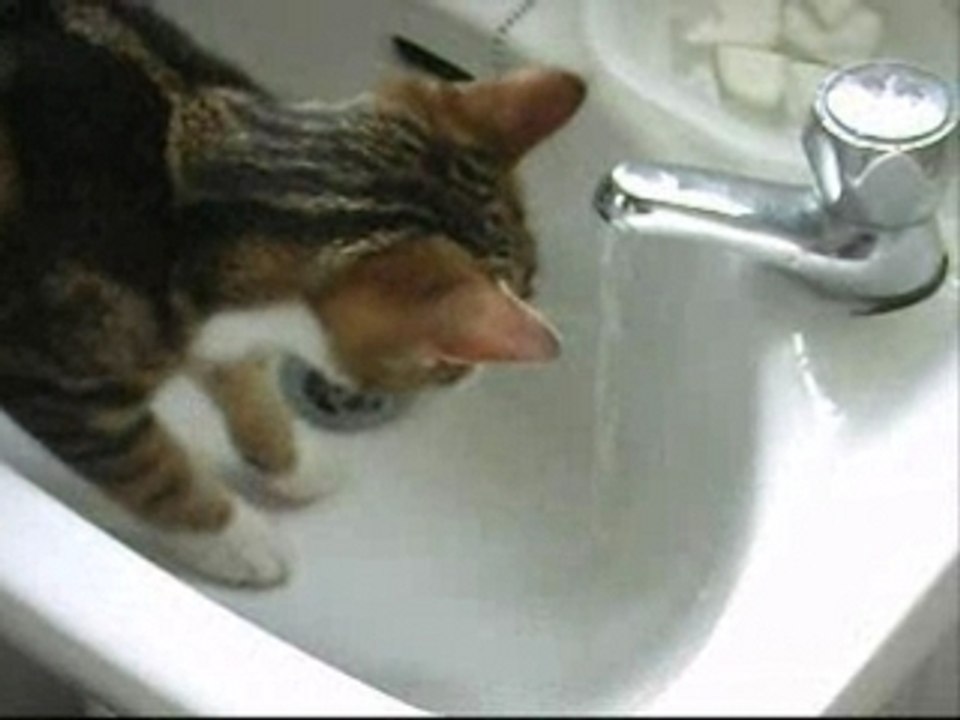 CRAZY CAT