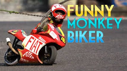 Very Funny Monkey Rides A Bike Like Young Man 2017