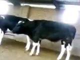 Animal Sex Cow funny Sex Video