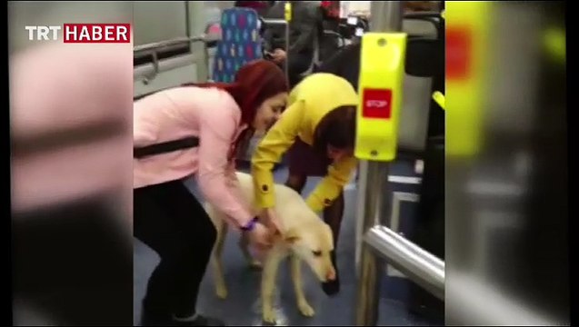 Yağmurdan kaçan köpek otobüse sığındı