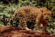 Top 10 Wild Animals Disappearing Faster