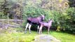 Horse Riding - Icelandic Horses fo