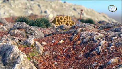 Fosil Avcısı - 3 - Muğla Müzesi