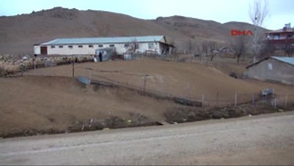 Tunceli - Koyun ve Kuzuların Buluşması 1