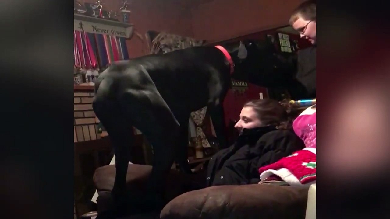 T'es sur mon fauteuil là... Quand ton chien s'assoit sur ton visage