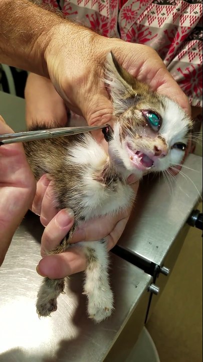 Regardez ce qu'il retire de la peau de ce chaton... Horrible