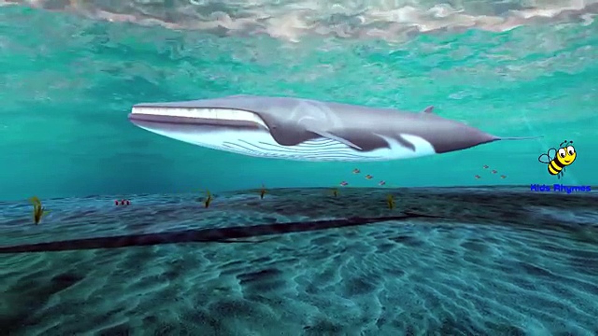 Piranha Shark Whale Sea Animals Finger Family Songs | Fish Dolphin Octopus  Children Nurser - Vidéo Dailymotion