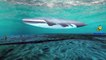 Piranha Shark Whale Sea Animals Finger Family Songs | Fish Dolphin Octopus Children Nurser