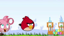 Angry Birds Spiderman Finger Family Song | Angry Birds 2016 Cartoon Nursery Rhymes Songs f