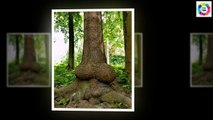 Funny Pictures ! Funny Trees Amazing ! Funny Shaped Plants