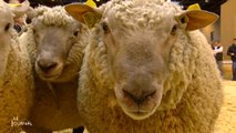 Le mouton vendéen en vedette au Salon de l'agriculture