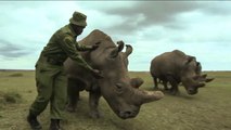 هذا الصباح-وحيد القرن يثير الجدل بجنوب أفريقيا