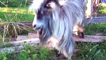 Funny Goats- Screaming Is Optional (March 2017) -- FailArmy