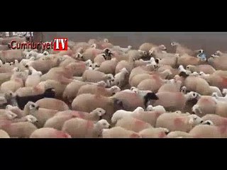 Koyun ve kuzuların duygusal buluşması