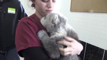 Bulunan Yavru Ayıya "Gece" Adı Verildi - Kars