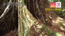木登りカンガルーがすむ原始の森  3-12(日)『世界遺産』「クイーンズランドの湿潤熱帯地域（オーストラリア）」【TBS】