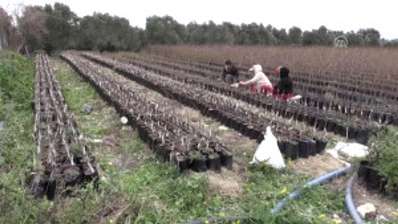 Yılda 12 Milyon Fidan Yetiştirip Satıyorlar - Hatay