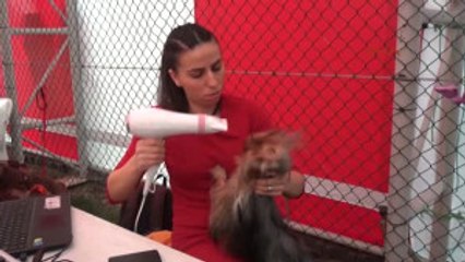 Kemer Köpeklerinin En Iyi Olması Için Mücadele Ettiler