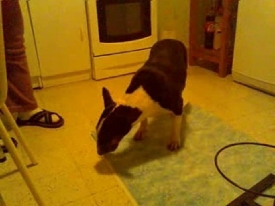 Joy et ses ailes de poulet