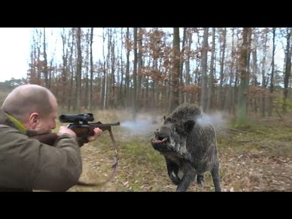 chasse sanglier 2017