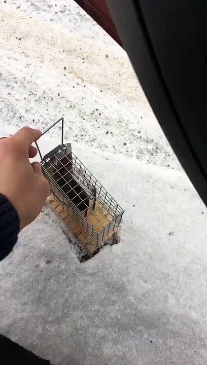 Il recueil une souris malade et aujourd’hui il lui redonne enfin sa liberté... Enfin presque