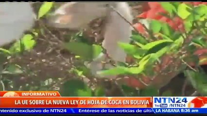 Delegación de la Unión Europea anuncia nuevo enfoque en cooperación con Bolivia tras nueva ley de coca