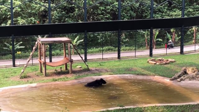Regardez la réaction de cet ours quand il voit de l’eau pour la première fois, après plus de 9 ans de calvaire