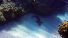Un moniteur de plongée enlève un couteau enfoncé dans la tête d’un petit requin