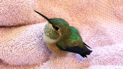 Ce colibri a été sauvé de justesse