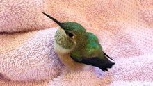 Ce colibri a été sauvé de justesse