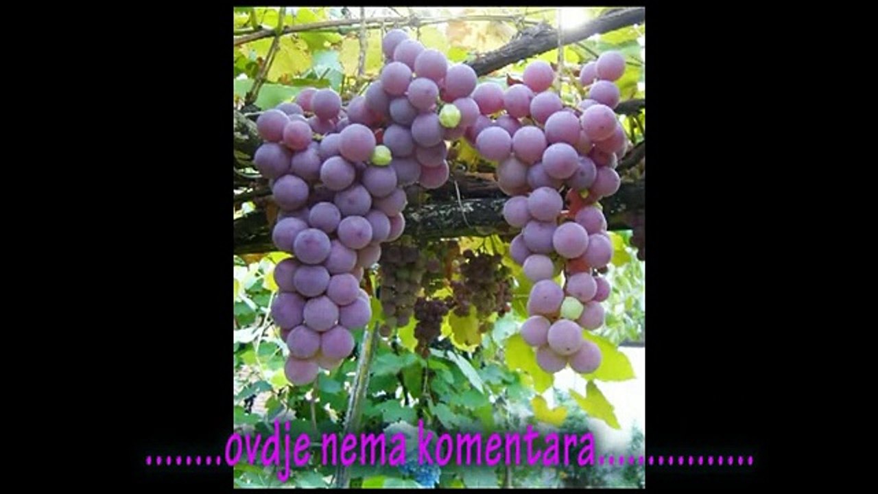 nema  komentara.mpg