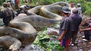 Top 10 Amazing Viral Videos 2017 Net Fishing at Siem Reap Province Cambodia Traditional Fishing
