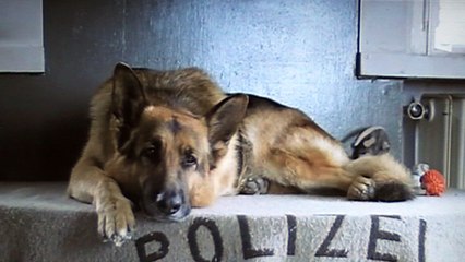 Kommissar Rex : "La Cleptomanie de Rex"