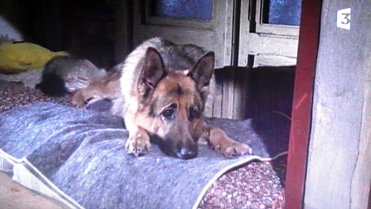 Kommissar Rex : "Egoiste ."