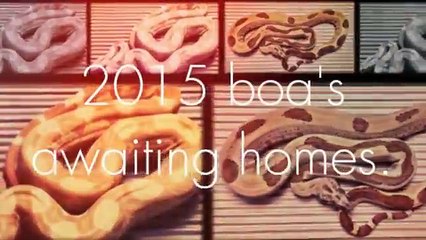 Boas awaiting homes created with magisto