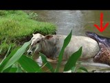 Giant Anaconda kills cow