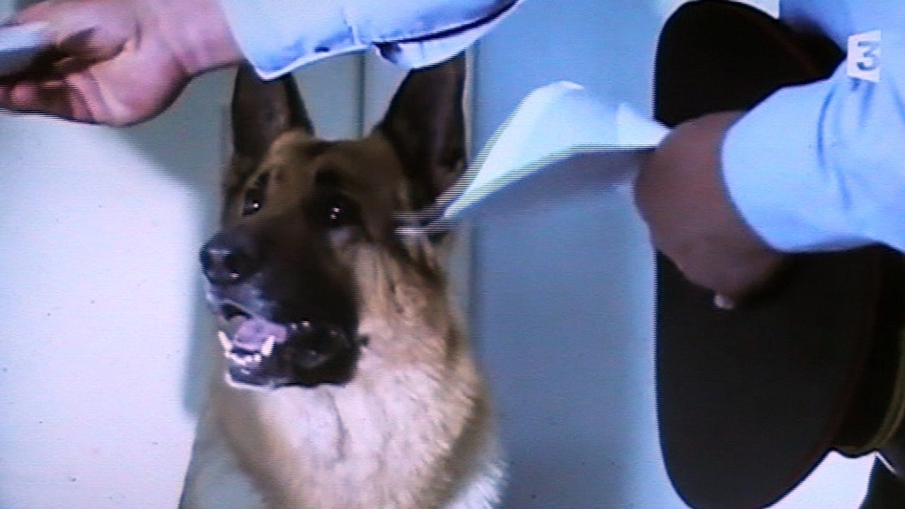 Kommissar Rex :"Rex na plus le droit de rentrer dans le commissariat"