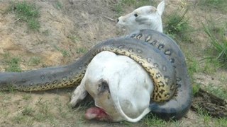 Giant Anaconda attacks Cow - Full