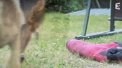 Kommissar Rex : "Rex passe ses exercices pour rester dans la police"