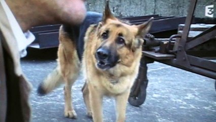 Kommissar Rex : "Rex descend par le toit "