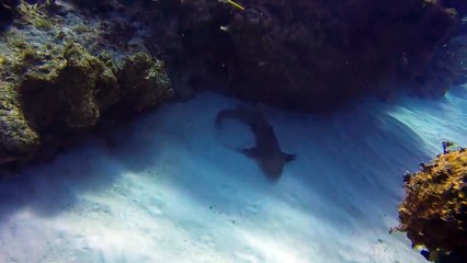 Buceador retira cuchillo clavado en la cabeza de un tiburón