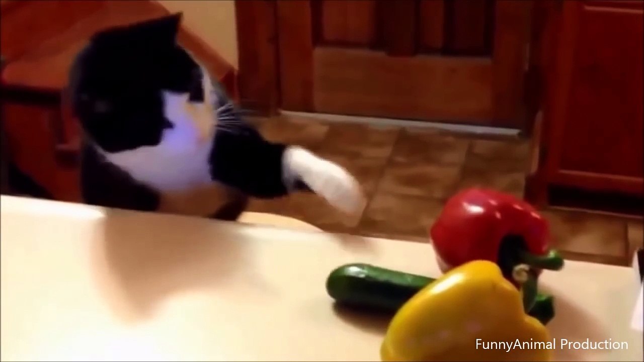 Best of Cats Scared by Cucumbers.