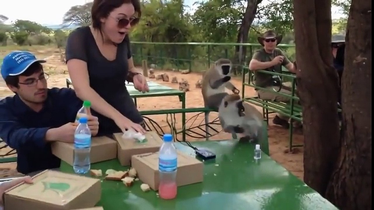 Most Funny Monkeys Compilation Ever