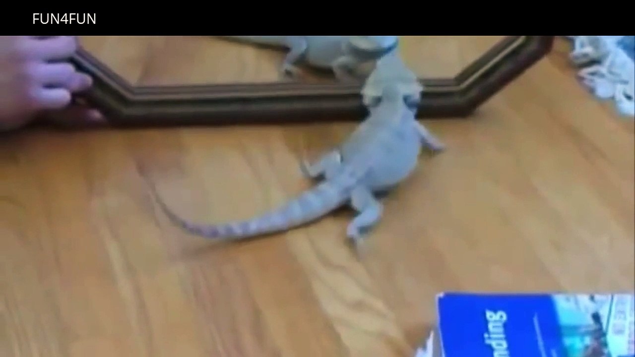 Funny Animals vs Mirror Part1