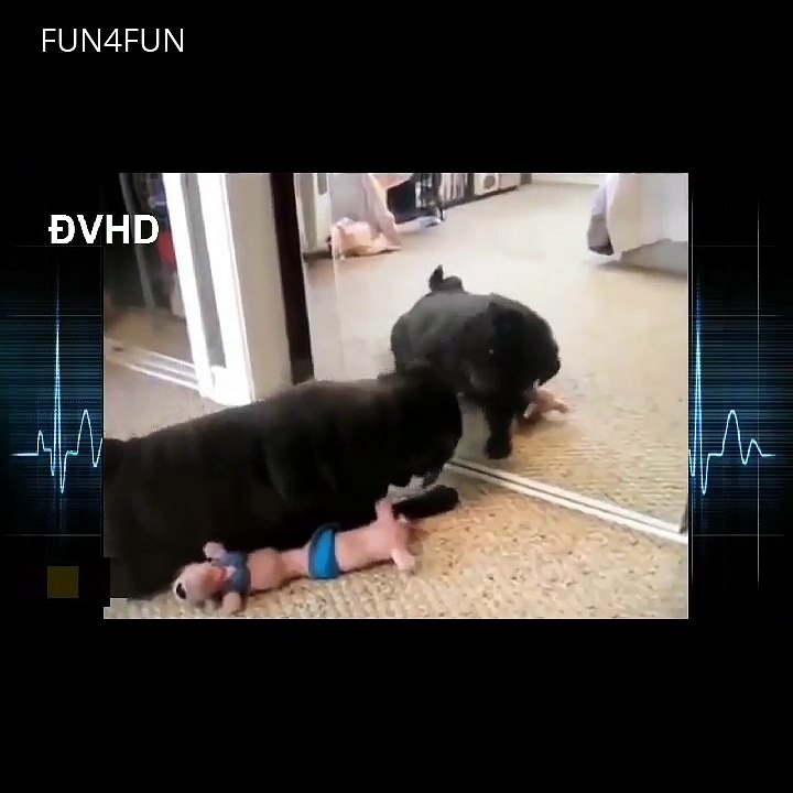 Funny Animals vs Mirror Part2